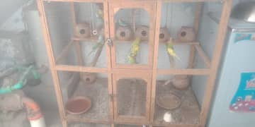 Australin parrots for sale with cage