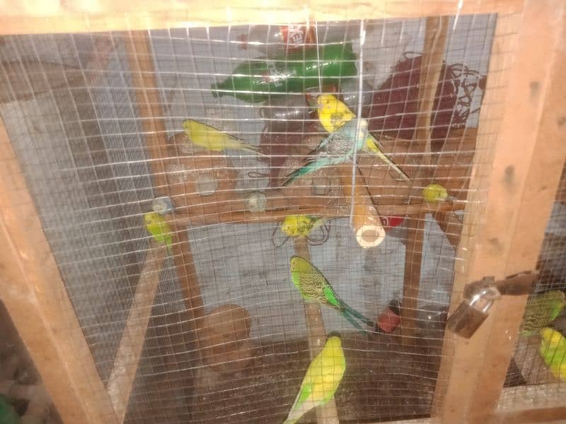 Australin parrots for sale with cage 1