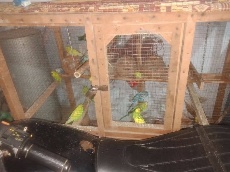 Australin parrots for sale with cage 2