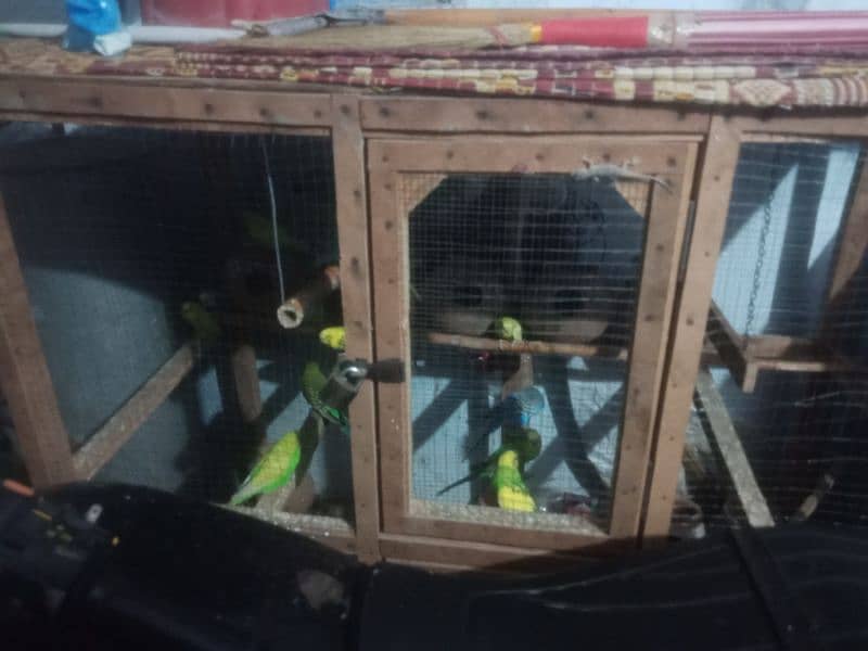 Australin parrots for sale with cage 3