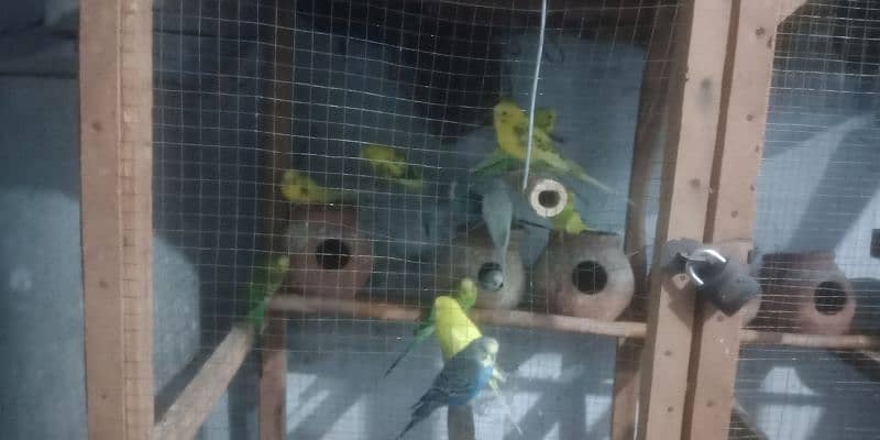 Australin parrots for sale with cage 4