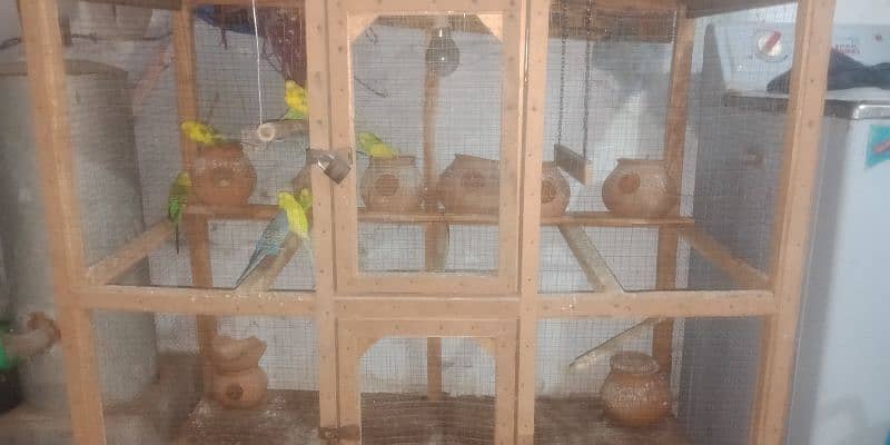 Australin parrots for sale with cage 5