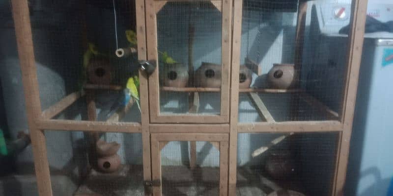 Australin parrots for sale with cage 6