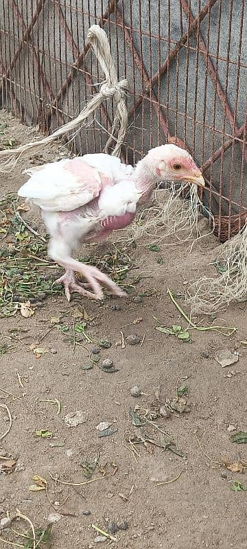 white Heera aseel chick's for sale 1