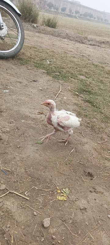 white Heera aseel chick's for sale 2