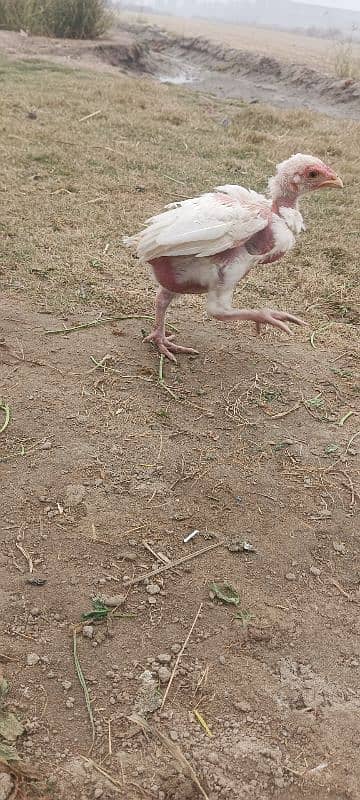 white Heera aseel chick's for sale 3