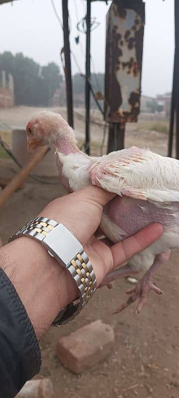 white Heera aseel chick's for sale 4