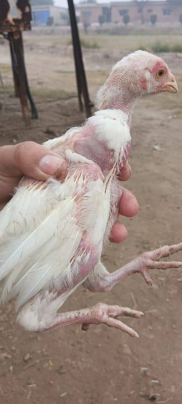 white Heera aseel chick's for sale 5