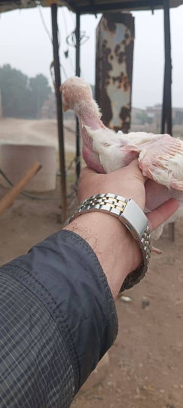 white Heera aseel chick's for sale 6