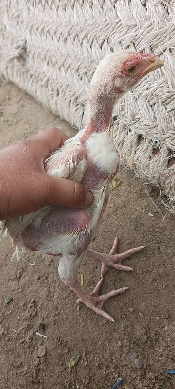 white Heera aseel chick's for sale 7