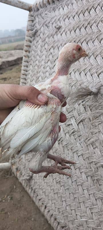 white Heera aseel chick's for sale 8