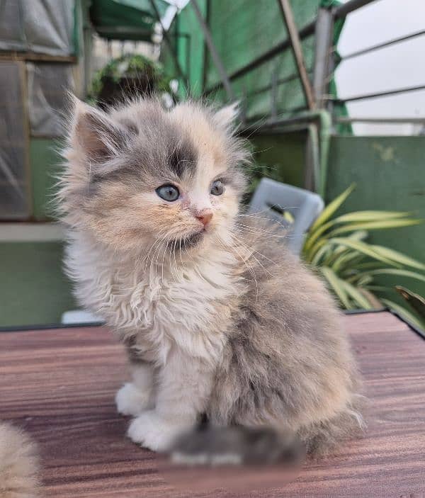 PERSIAN CALICO FEMALE KITTEN 0