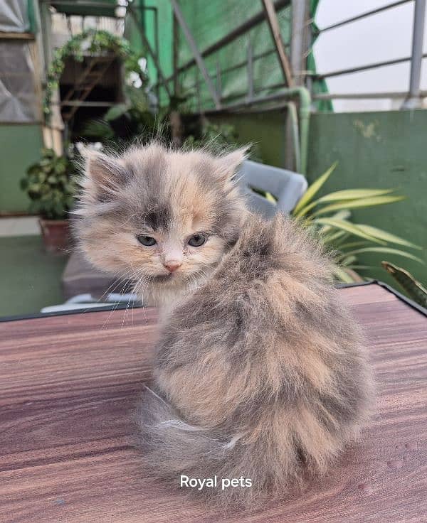 PERSIAN CALICO FEMALE KITTEN 2