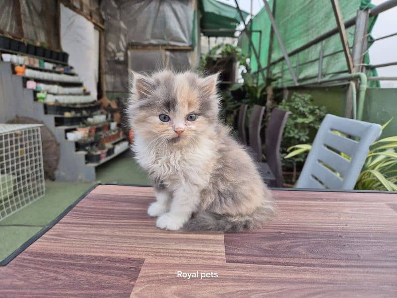 PERSIAN CALICO FEMALE KITTEN 3