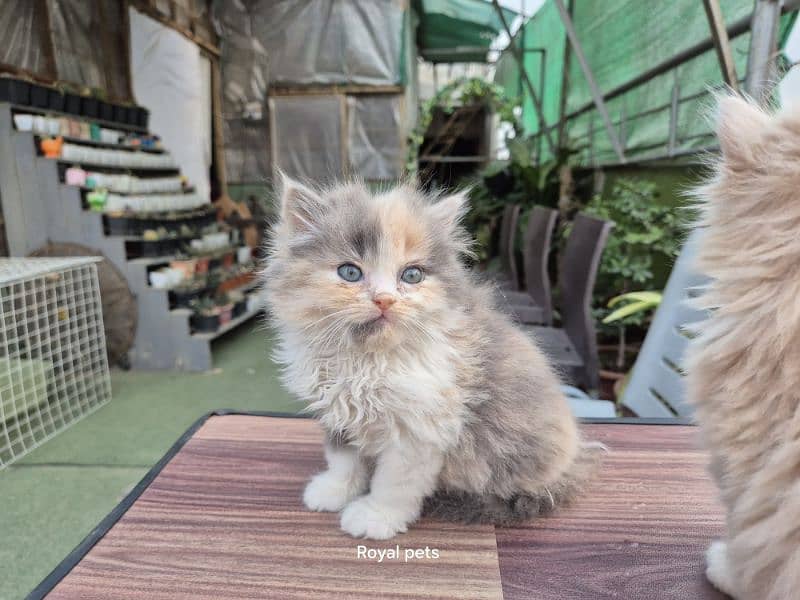 PERSIAN CALICO FEMALE KITTEN 4