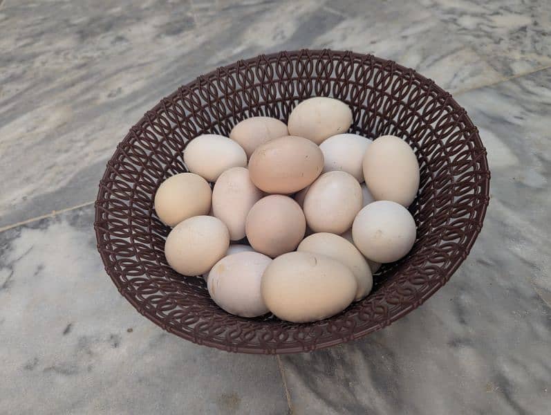 Fresh Fertile aseel eggs 5