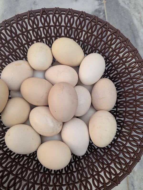 Fresh Fertile aseel eggs 6