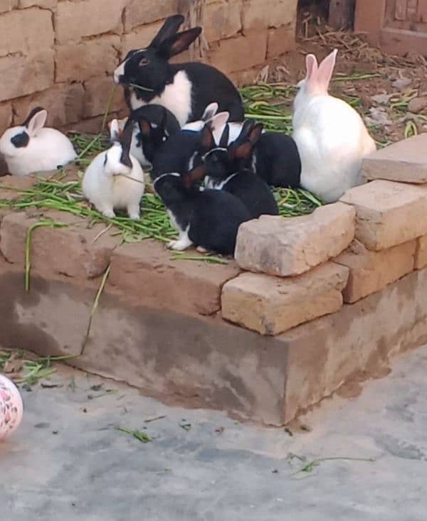 Rabbits Available in Sargodha 1