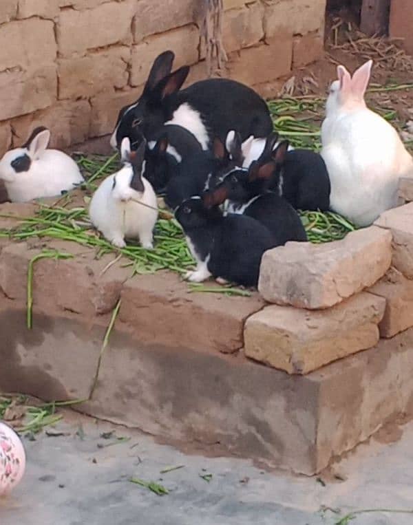 Rabbits Available in Sargodha 2