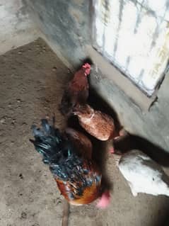 4 hens and 1 cock