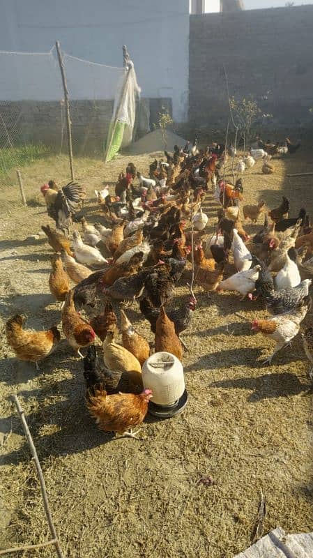 golden misri hen for sale 0