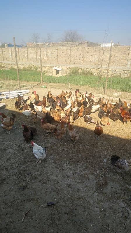 golden misri hen for sale 1