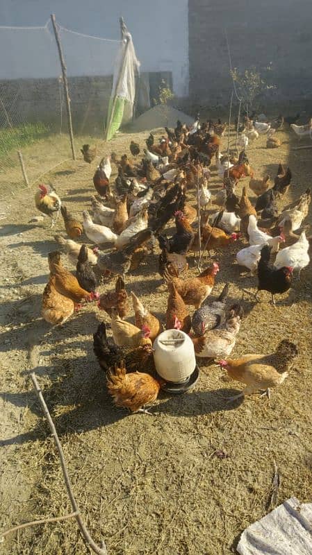 golden misri hen for sale 2