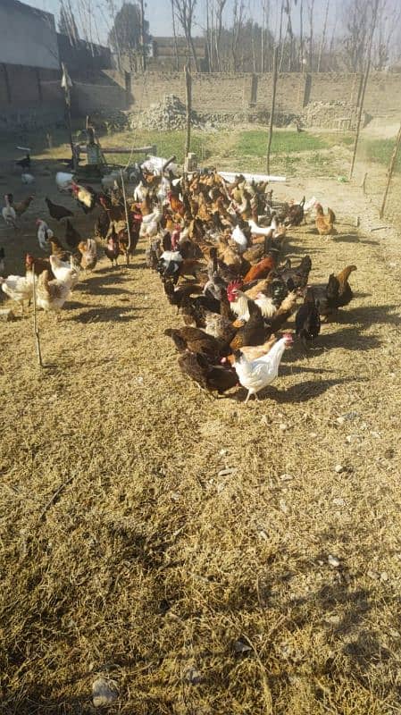 golden misri hen for sale 3