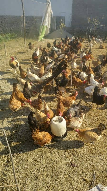 golden misri hen for sale 4