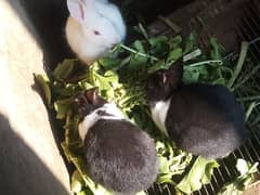 Red eyes and black eyes rabbit for sale