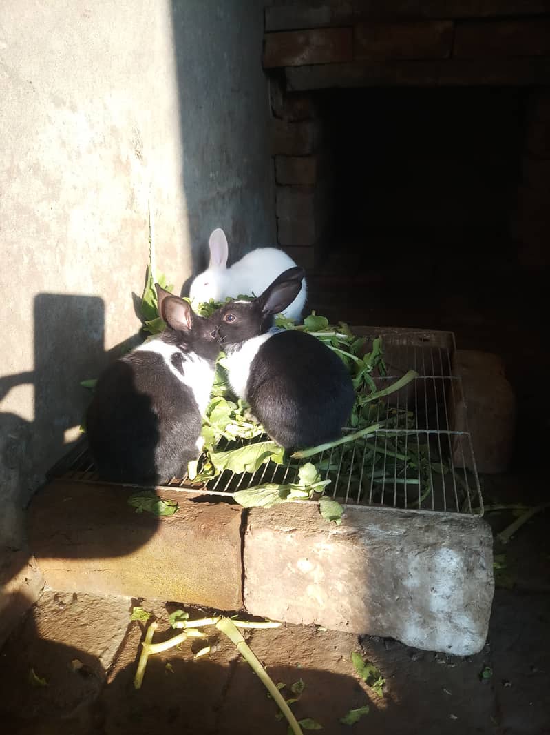 Red eyes and black eyes rabbit for sale 1