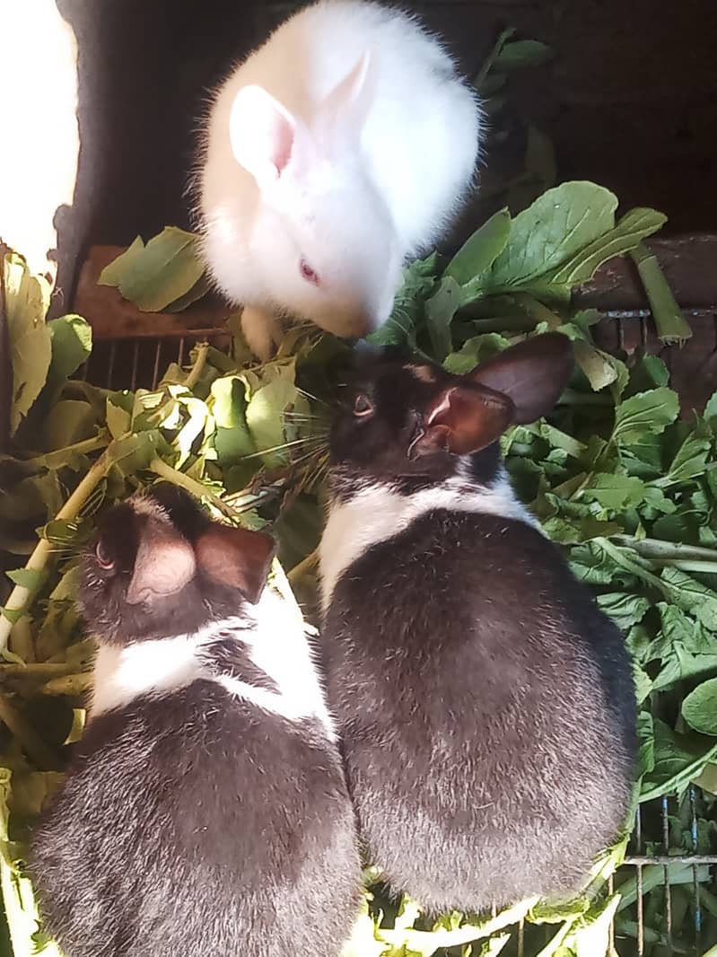 Red eyes and black eyes rabbit for sale 2