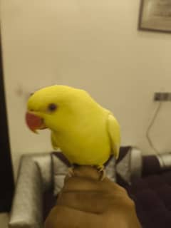 Yellow talking parrot