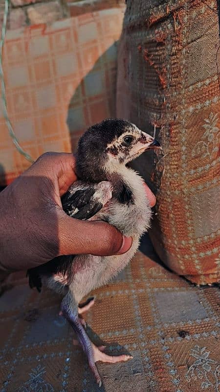 Thai vait or thai burmi chicks 1