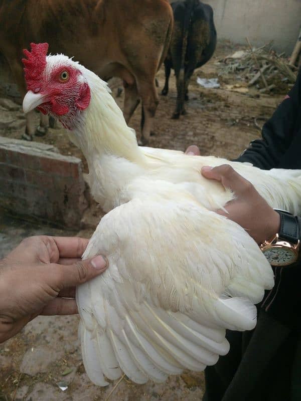 Heera aseel male pure laraka for sale 0