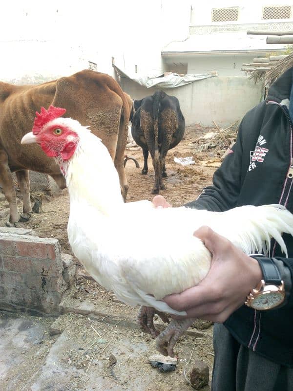 Heera aseel male pure laraka for sale 2