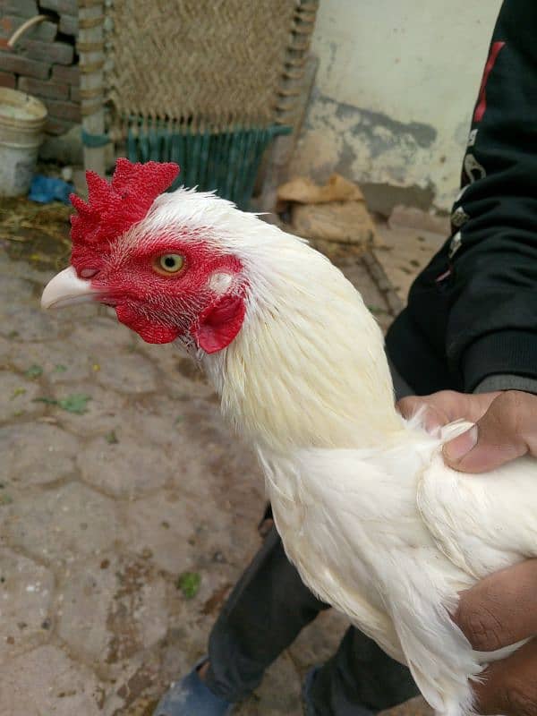 Heera aseel male pure laraka for sale 3