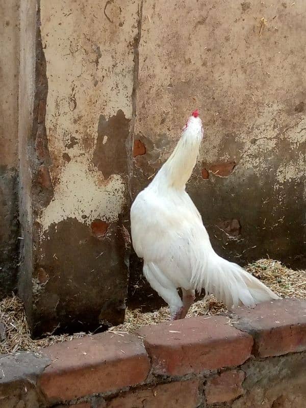 Heera aseel male pure laraka for sale 4