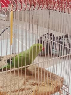 green neck male parrot for sale