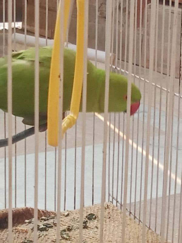 green neck male parrot for sale 1