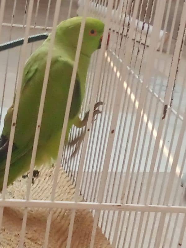 green neck male parrot for sale 2