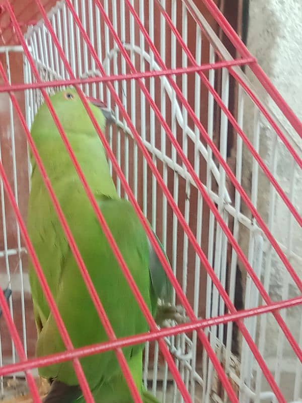 green neck male parrot for sale 3