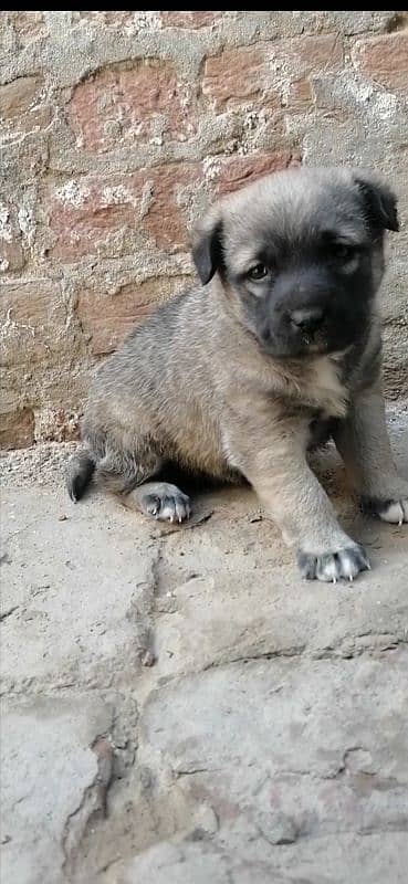 alsatian bagiyari female puppy for sale 0