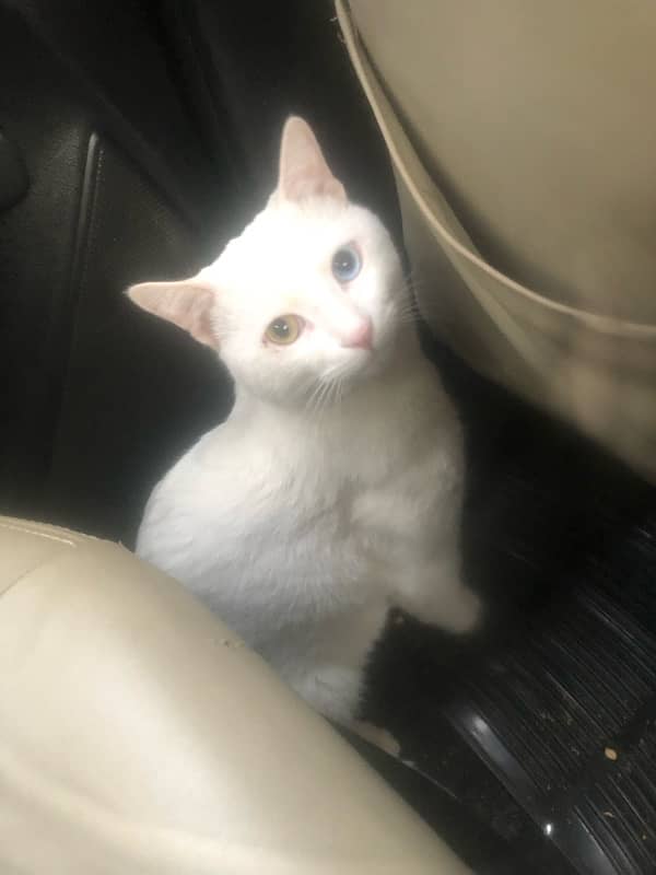 Turkish Angora white neutered 0