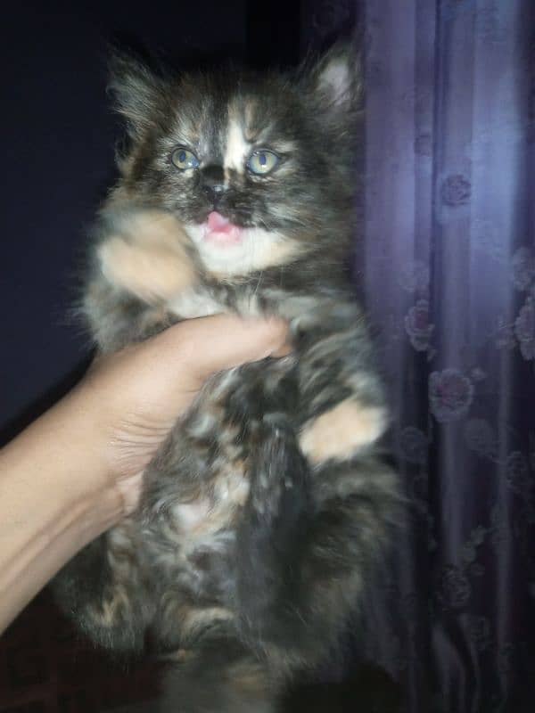 Persian kittens 2.5 month cute healthy active 0