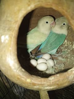 love birds breeder pair for sale or exchange