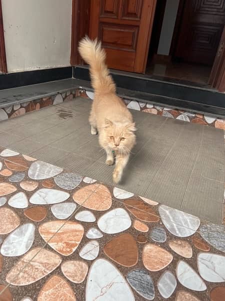 persian cat 2