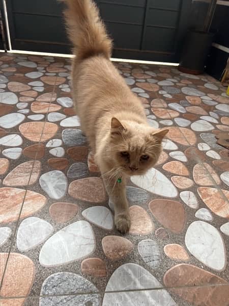 persian cat 4