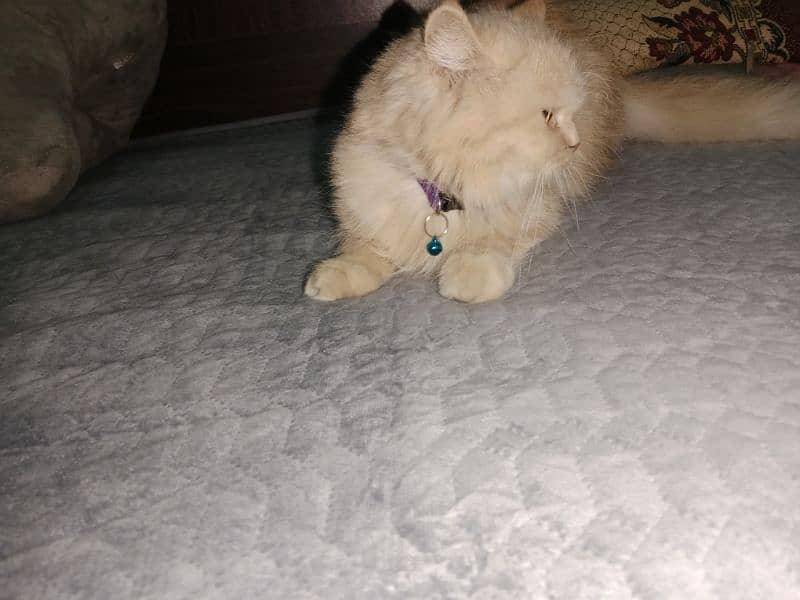 Persian cat 0