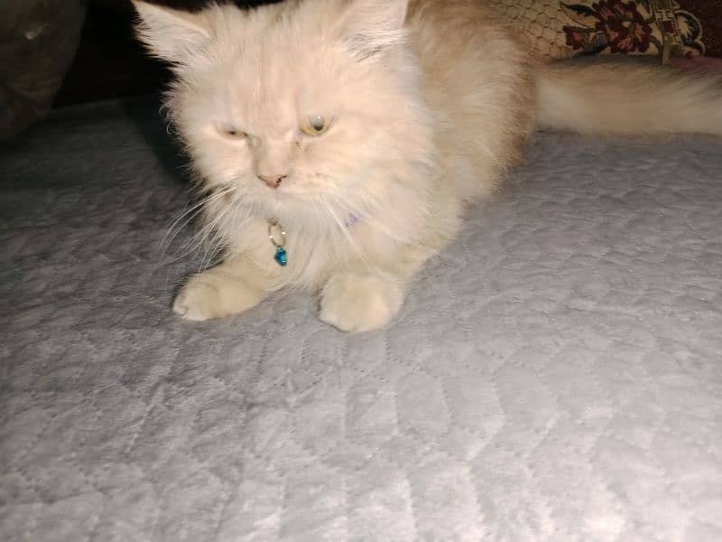 Persian cat 1